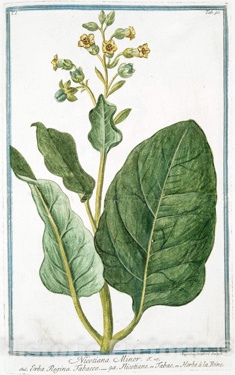 Art Print : 1772, Nicotiana Major latifolia = Tabacco = Nicotiane ou Tabac. [Tobacco] - Vintage Wall Art