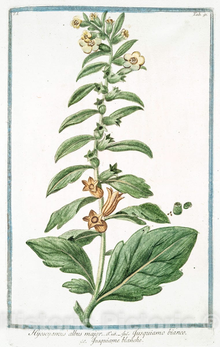 Art Print : 1772, Hydrophyllon Morini Hort. - Vintage Wall Art
