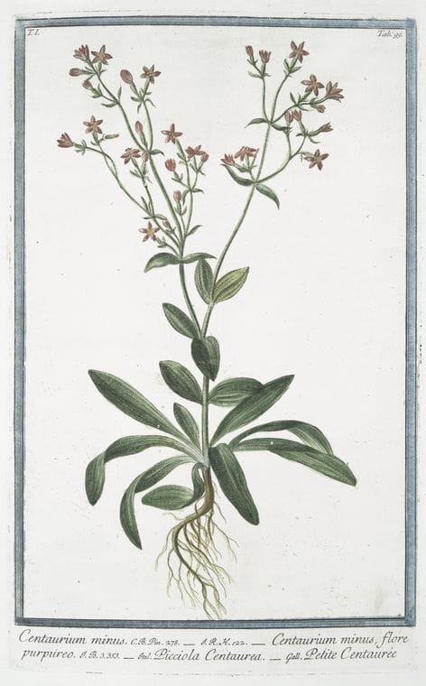 Art Print : 1772, Cauculis, arvensis, echinata, latifolia Flore albo - Vintage Wall Art
