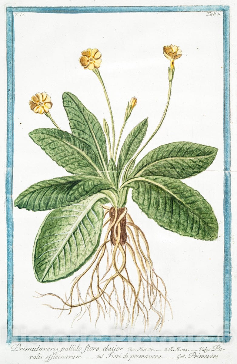 Art Print : 1772, Primula veris, Flore geminato - Vintage Wall Art