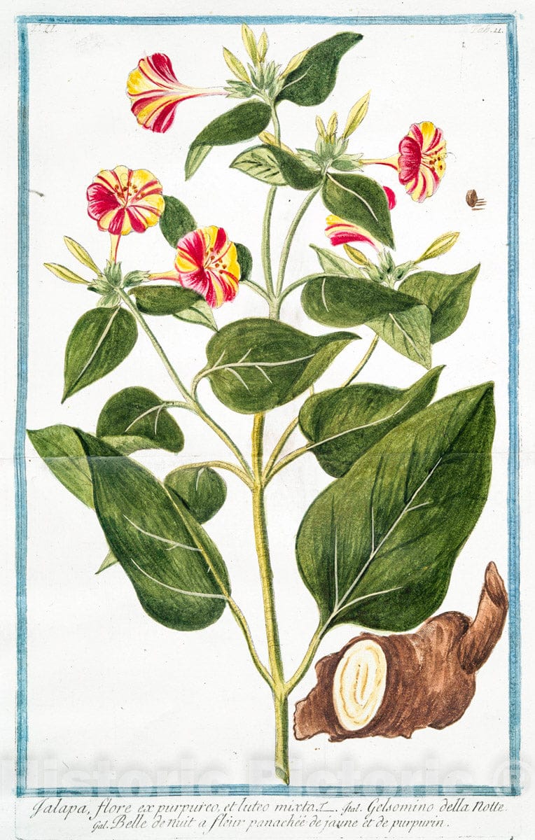 Art Print : 1772, Jacea nemorensis, quae serratula vulgo = Seretta = La Serette. - Vintage Wall Art