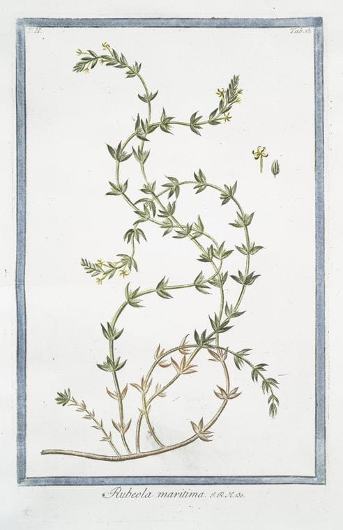 Art Print : 1772, Rubeola angustiore Folio = Petite Garance. - Vintage Wall Art