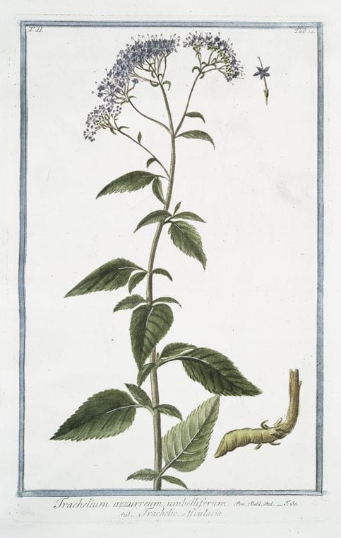 Art Print : 1772, Tormentilla Sylvestris = Tormentilla = Tormentille. - Vintage Wall Art