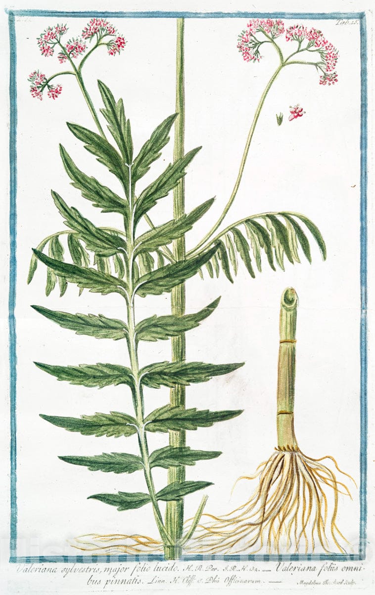 Art Print : 1772, Valeriana hortensis, foliis partim integris, partim disectis, floribus candidis, Vintage Wall Art