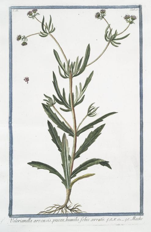 Art Print : 1772, Valeriana sylvestris, Major Folio lucido = Valeriana foliis Omnibus pinnatis. - Vintage Wall Art