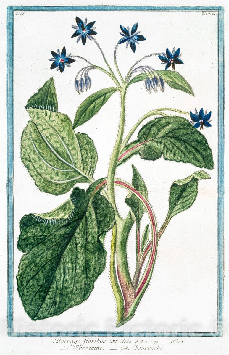 Art Print : 1772, Borrago, floribus albis = Borragine col Fiore Bianco = Borrache. - Vintage Wall Art
