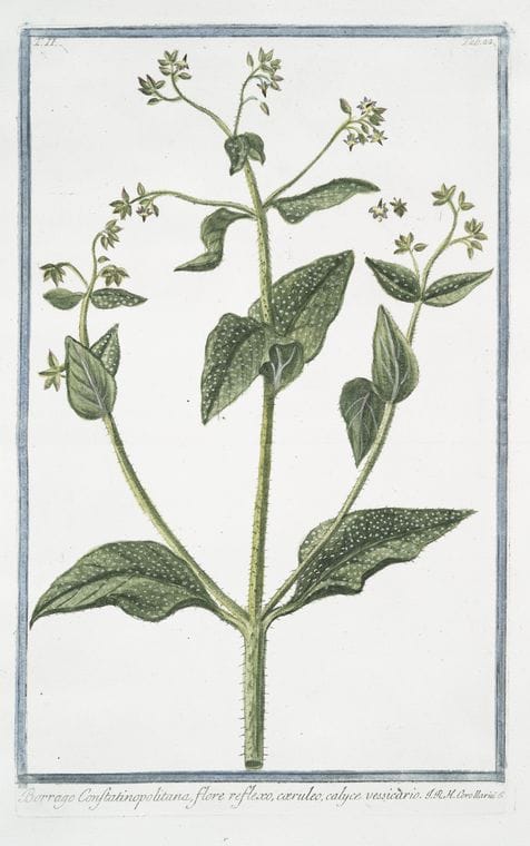 Art Print : 1772, Boerhaavia caule erecto glabro. - Vintage Wall Art