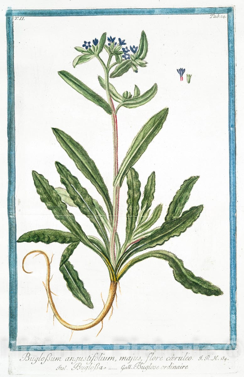 Art Print : 1772, Bryonia aspera, sive alba, baccis rubris - Vintage Wall Art
