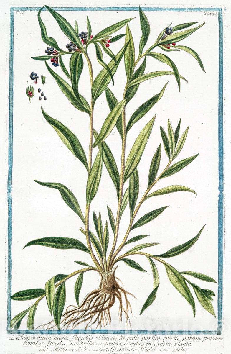 Art Print : 1772, Lithospermum majus, erectum = Milium Solis = Gremil, ou Herbe aux perles. - Vintage Wall Art