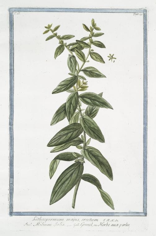 Art Print : 1772, Linum perenne majus caeruleum capitulo maiore = Lino perenne = Le Lin. - Vintage Wall Art