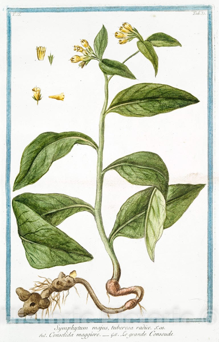 Art Print : 1772, Symphytum Echii Folio, angustiore, radice rubra, Flore Luteo = Sinfito = Consoude. - Vintage Wall Art