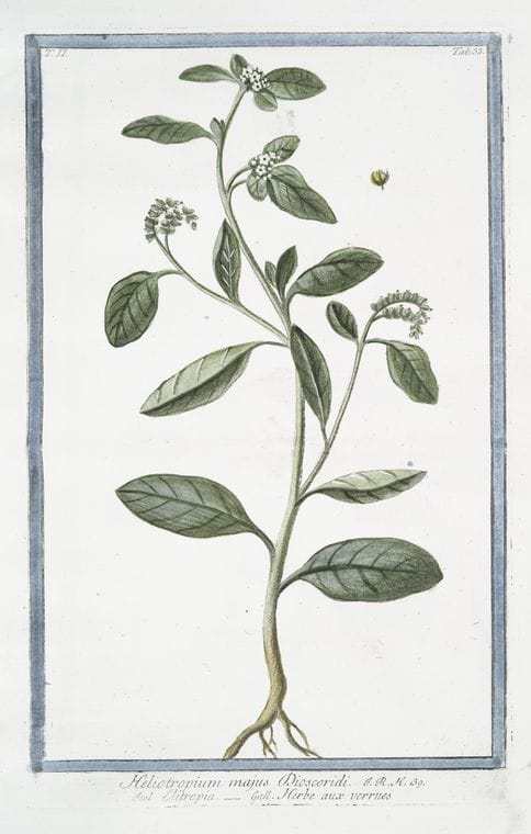 Art Print : 1772, Heliotropium Americanum, caruleum, foliis Horminii = Herbe aux verrues. - Vintage Wall Art