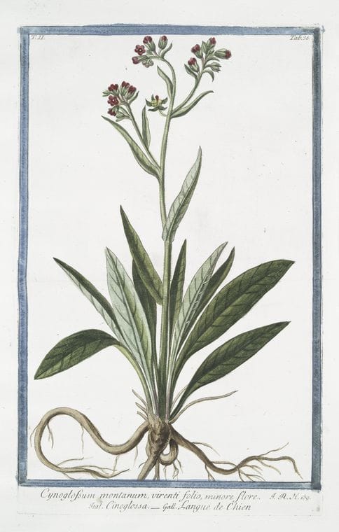 Art Print : 1772, Cynoglossum montanum Maximum = Cinoglassa + Langue de Chien. - Vintage Wall Art