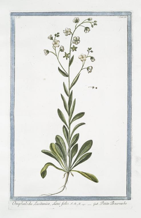 Art Print : 1772, Oenothera = Onagra = L'Herbe aux Anes. [Evening Primerose, Sundrops, Suncups] - Vintage Wall Art
