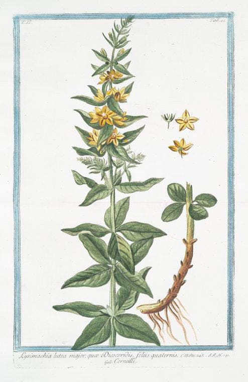 Art Print : 1772, Lysimachia humifusa, Folio rotundiore, Flore Luteo =Corneille. [Loosestrife] - Vintage Wall Art