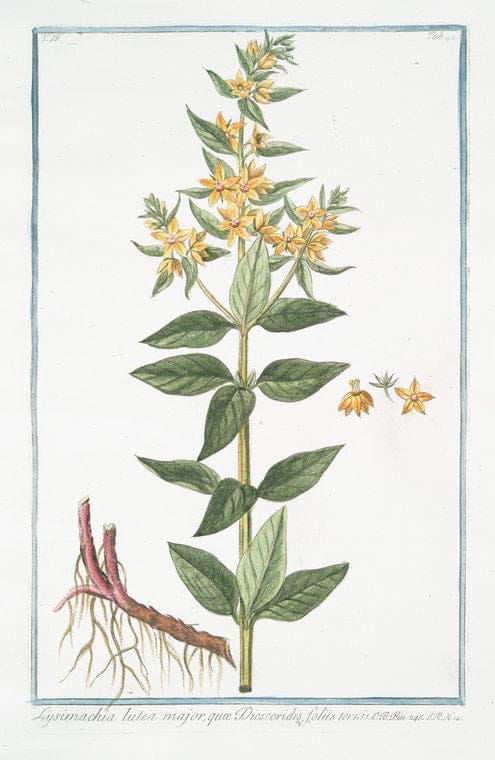 Art Print : 1772, Lysimachia Lutea Major, Qua Discoridis, foliis quaternis = Corneille. - Vintage Wall Art