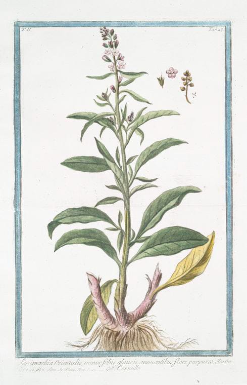 Art Print : 1772, Lysimachia Lutea Major, quae Discoridis, foliis ternis. [Loosestrife] - Vintage Wall Art