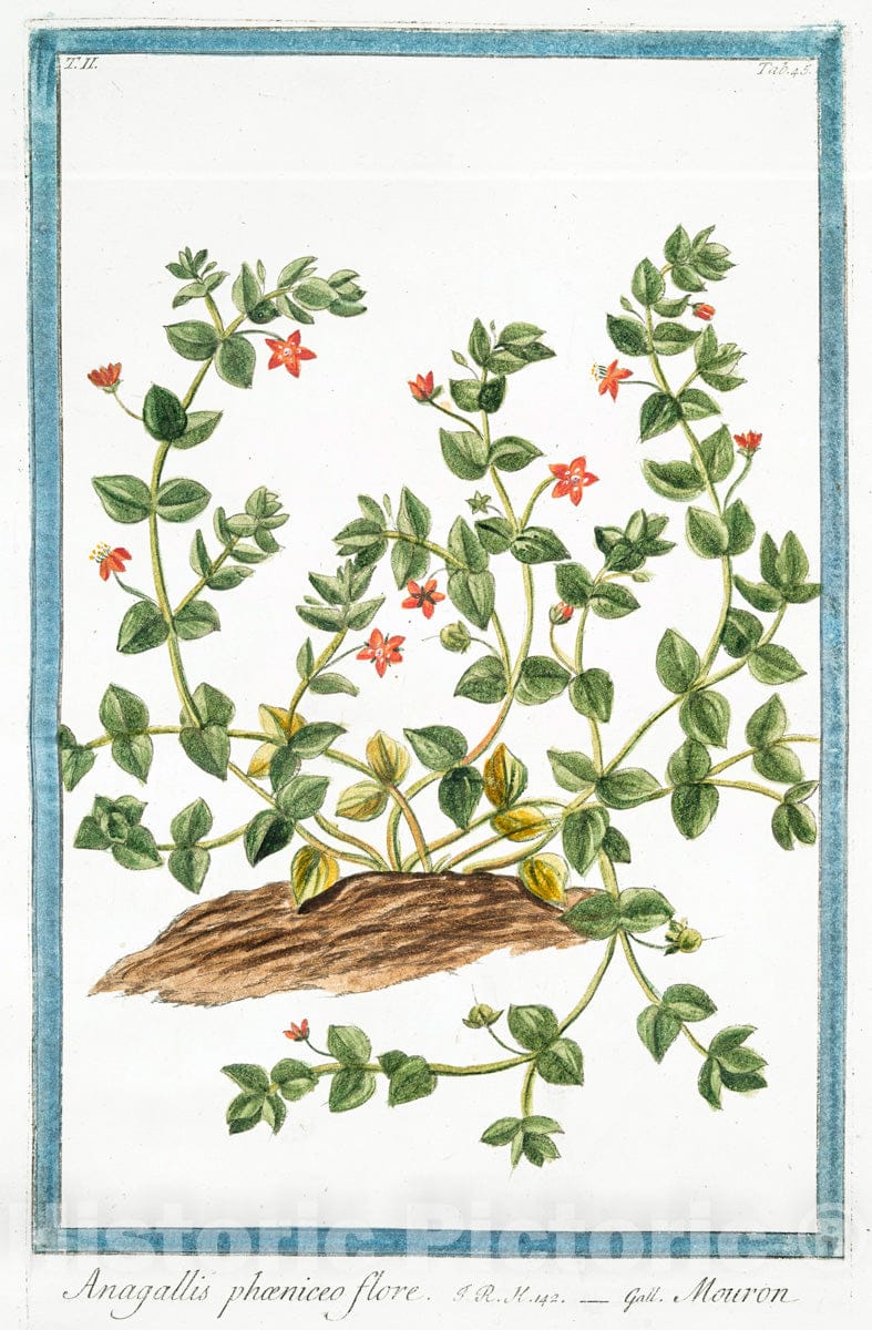 Art Print : 1772, Anagallis coeruleo Flore = Anagallide con il Fiore turchino = Mouron. - Vintage Wall Art