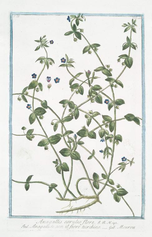 Art Print : 1772, Anacampseros vulgo Faba crassci = Thelepium vulgare = Fava graisa = Orpin. - Vintage Wall Art