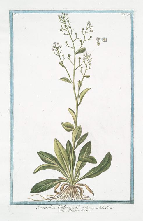 Art Print : 1772, Salvia, foliis auritis, et Non auritis, floribus violaceis = Salvia = Sauge. - Vintage Wall Art