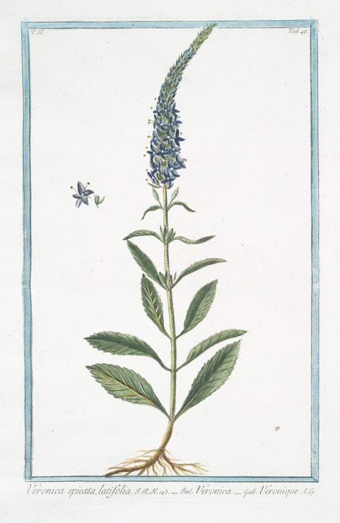 Art Print : 1772, Veronica flosculis oblongis pediculis insidentibus, Chamoedryos - Vintage Wall Art