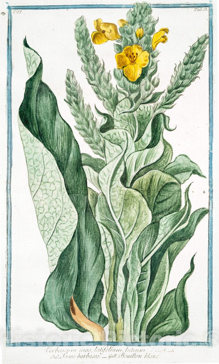 Art Print : 1772, Verbascum foliis viridibus perenne, floribus luteis racematim provenientibus - Vintage Wall Art