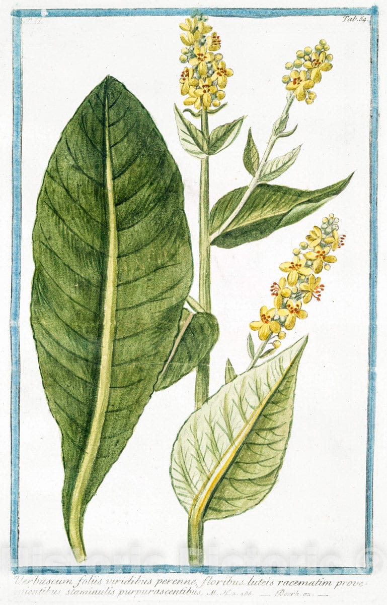 Art Print : 1772, Veratrum Flore atro-rubente = Elleboro Bianco = Hellebore Blanc. - Vintage Wall Art