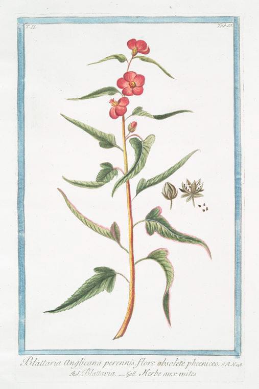 Art Print : 1772, Bigonia Americana, fraxini Folio, Flore amplo, phoeniceo. - Vintage Wall Art