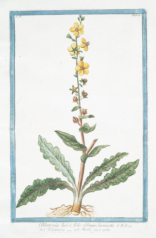 Art Print : 1772, Blattaria Anglicana perennis, Flore Obsolete phoeniceo - Vintage Wall Art