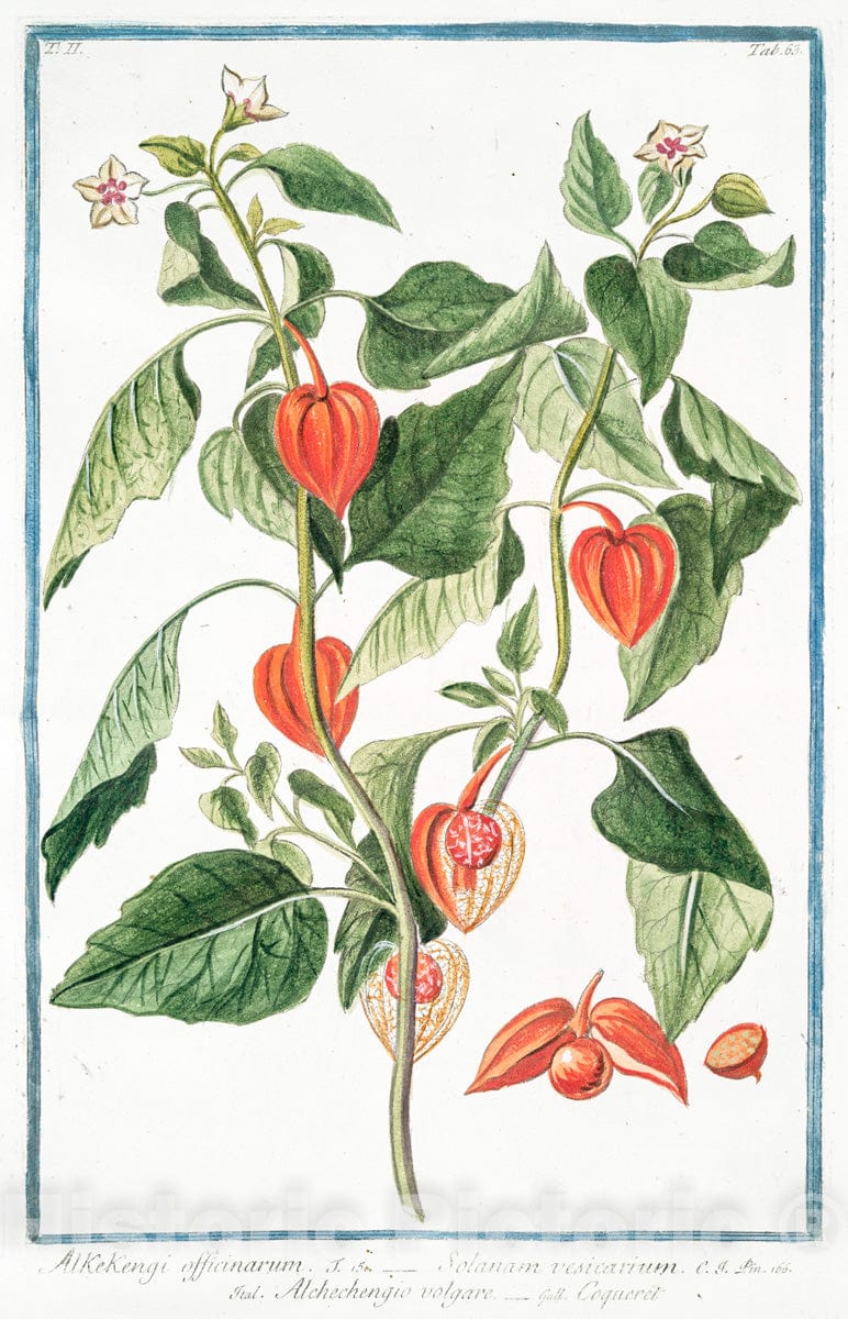 Art Print : 1772, Alkekengi Indicum, Minimum, fructu virescente. - Vintage Wall Art