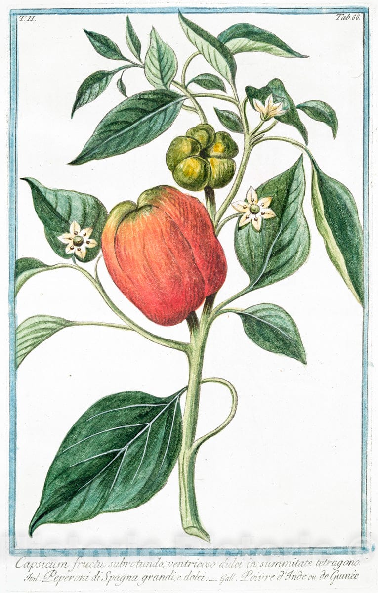 Art Print : 1772, Capparis Non spinoso fructu maiore = Cappero = Caprier. [Caper] - Vintage Wall Art