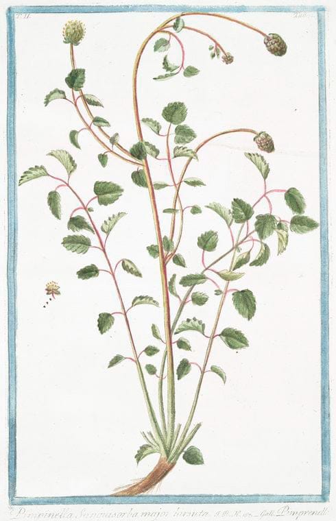 Art Print : 1772, Pimpinella sanguisorba Major = Pimpinella = Pimprenelle. - Vintage Wall Art