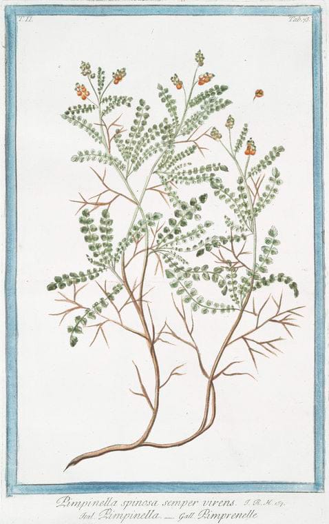 Art Print : 1772, Pimpinella Sanguisorba Major hirsuta = Pimprenelle. - Vintage Wall Art