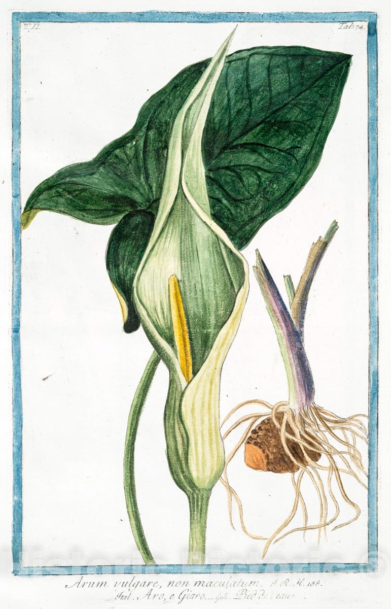 Art Print : 1772, Arum Folio lato atroviridi margine albicante cincto sparsim maculis albi - Vintage Wall Art