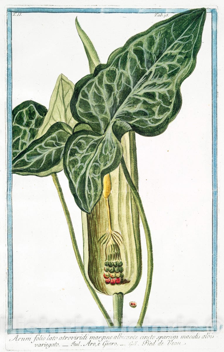 Art Print : 1772, Artemisia vulgaris Major = Artemisia, o Erba S. Giovanni = Armoise. - Vintage Wall Art