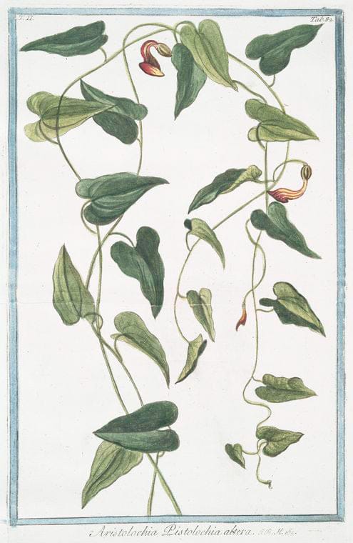 Art Print : 1772, Arisarum, Flore in tenuem caudam abeunte. [Mouse Plant] - Vintage Wall Art