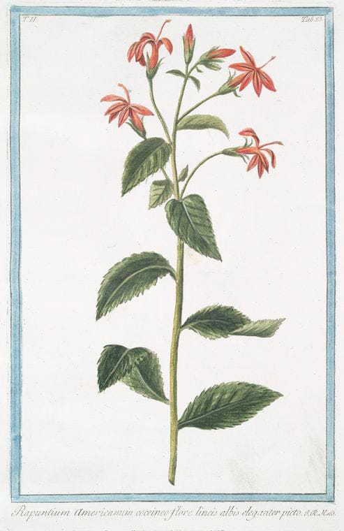 Art Print : 1772, Rapistrum monospermon, Flore Luteo = Rapistro. - Vintage Wall Art