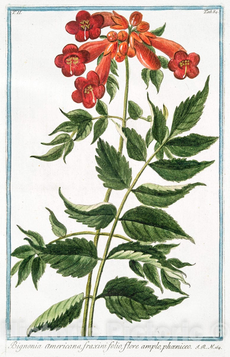 Art Print : 1772, Bigonia Americana, bifolia, scandens, Flore e Luteo purpurascente, inodoro - Vintage Wall Art