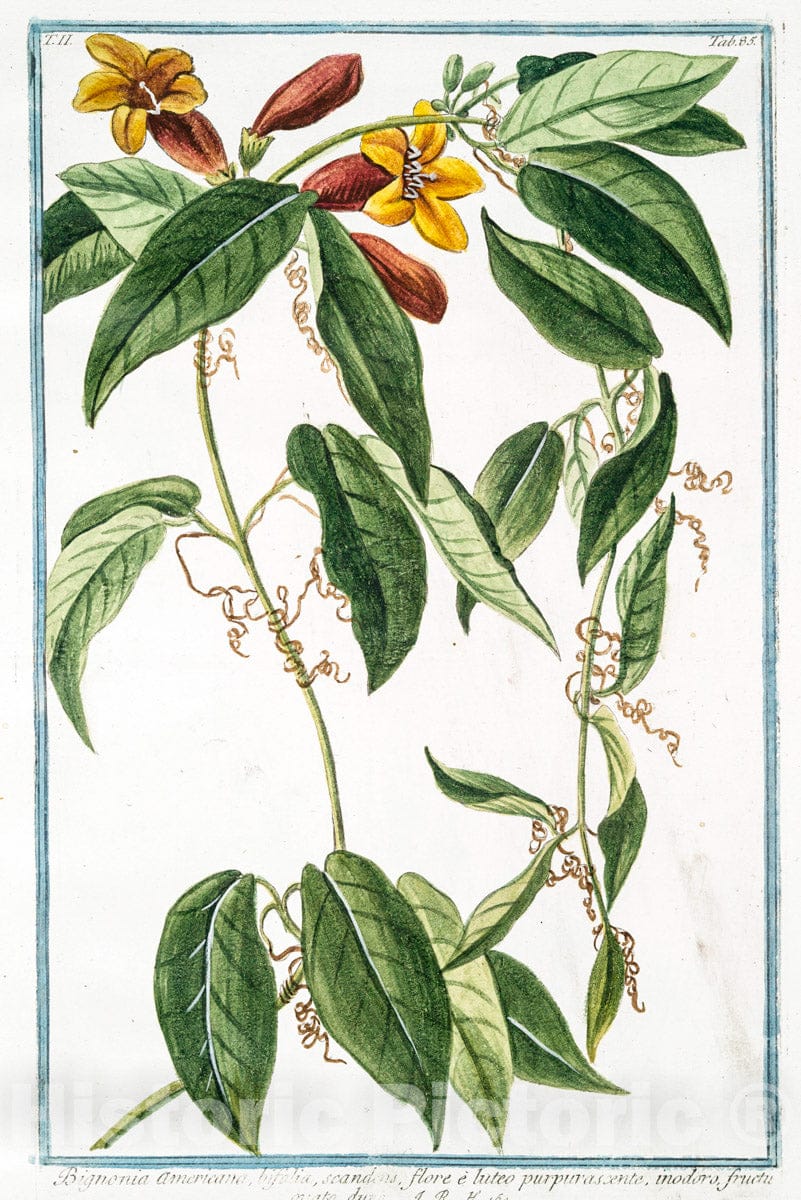 Art Print : 1772, Bidens Indica, Hieraca Folio, caule alato - Vintage Wall Art