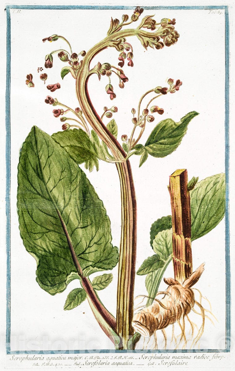 Art Print : 1772, Scorpiodes, Siliqua crassa BoelA = Scorpionaria = Chenille. - Vintage Wall Art