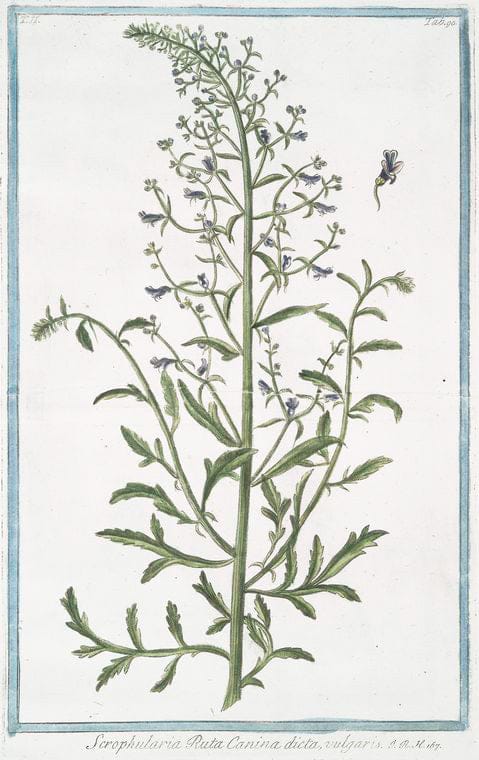 Art Print : 1772, Scrophularia aquatica Major - Vintage Wall Art