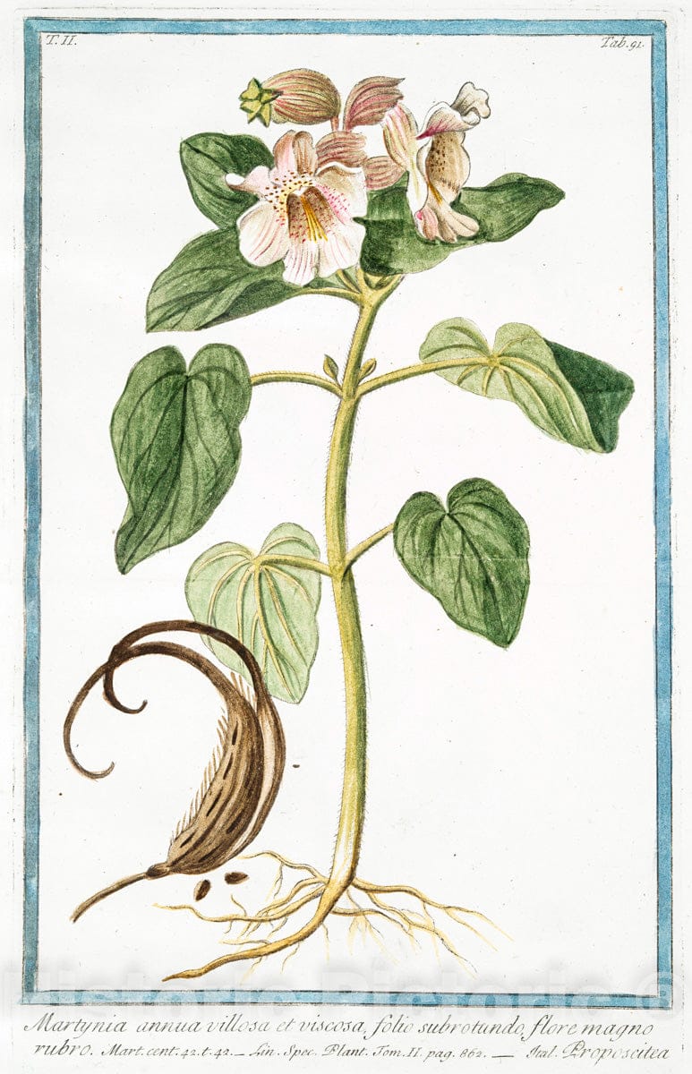 Art Print : 1772, Marrubium Album, Folio subrotundo, caulibus, et foliis albo tomento, Quasi xylin - Vintage Wall Art