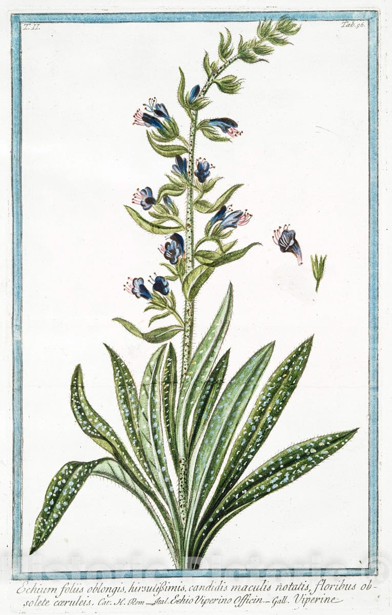 Art Print : 1772, Echium Creticum, latifoliusm, Flore atro-Purpureo - Vintage Wall Art