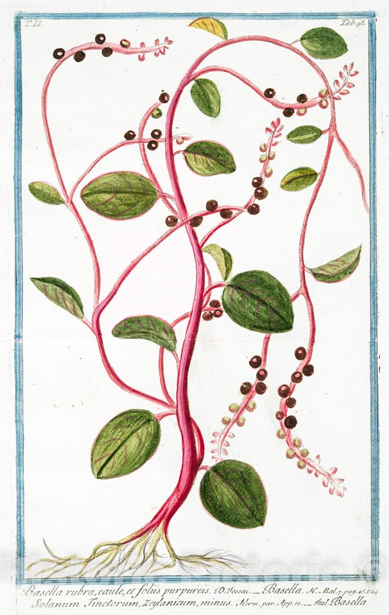 Art Print : 1772, Barba Caprae floribus obongis = Aruncus = Barba di Capra. [Bird's Feathers] - Vintage Wall Art