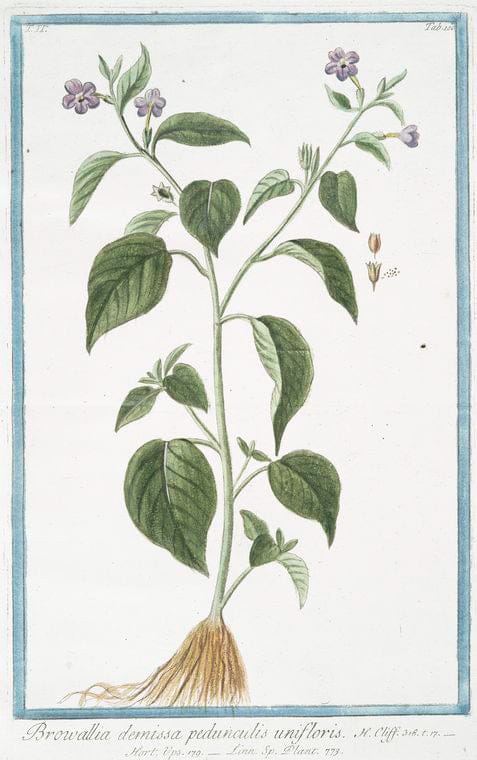 Art Print : 1772, Brassica capitata alba, et Viridis = Cauolo Bolognese = Chou. [Cabbage] - Vintage Wall Art
