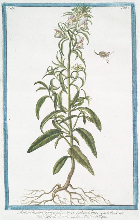 Art Print : 1772, Anonis spinosa, Flore Purpureo = Anonide spinosa = Arrete Boeuf. - Vintage Wall Art