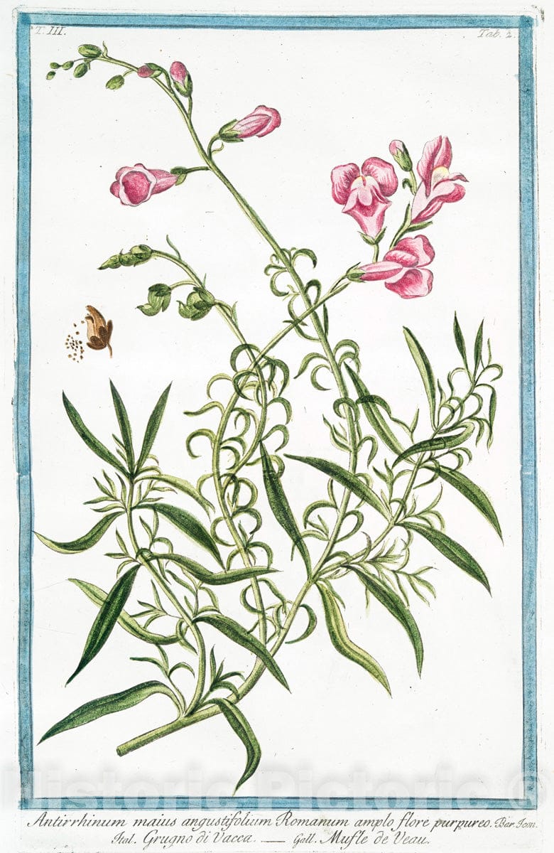 Art Print : 1772, Antirrhinum Flore albo, oris rubentibus = Ceffo di Vitello = Musle de Veau. - Vintage Wall Art