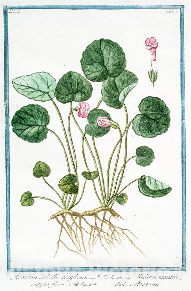 Art Print : 1772, Arum vulgare, Non maculatum = ARO, e Giaro = Pied de Veau. - Vintage Wall Art