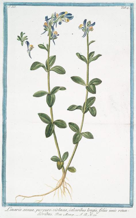 Art Print : 1772, Limonium parvum Bellidis minoris Folio = Limonio Piccolo. [Rock Sea Lavender] - Vintage Wall Art