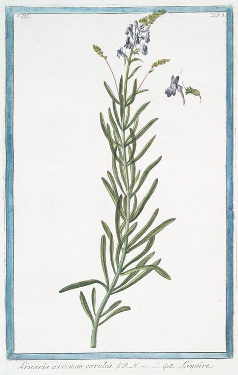 Art Print : 1772, Linaria annua, purpuro-violacea, calcaribus longis, foliis imis rotundioribus. - Vintage Wall Art